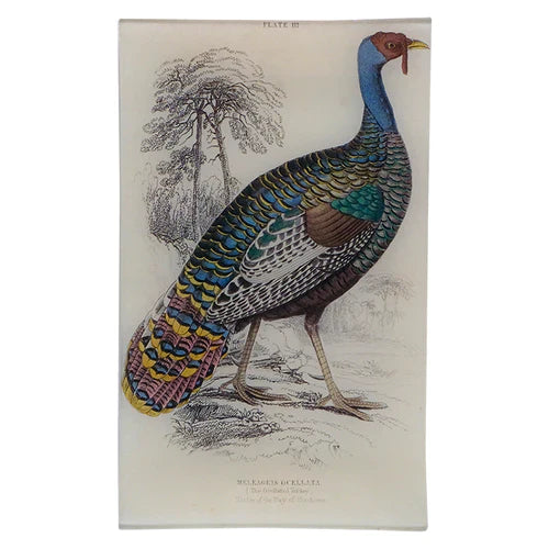 Ocellated Turkey Rectangular Tray