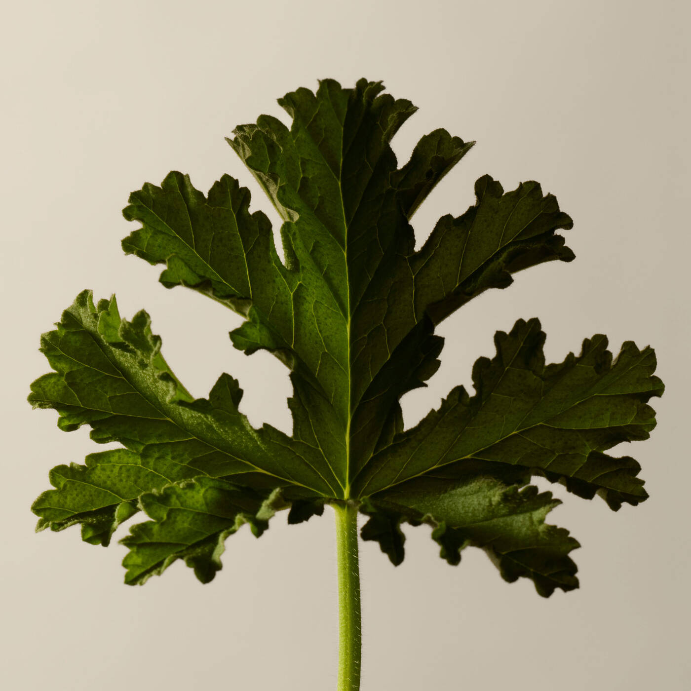 Geranium Leaf Body Cleanser