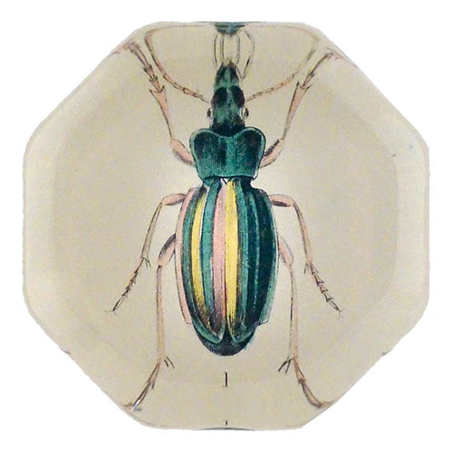 Carabus Auratus Paperweight