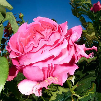 Monks Atlas Rose Deodorant Stick - Clean Beauty - Comptoir 102 - Dubai